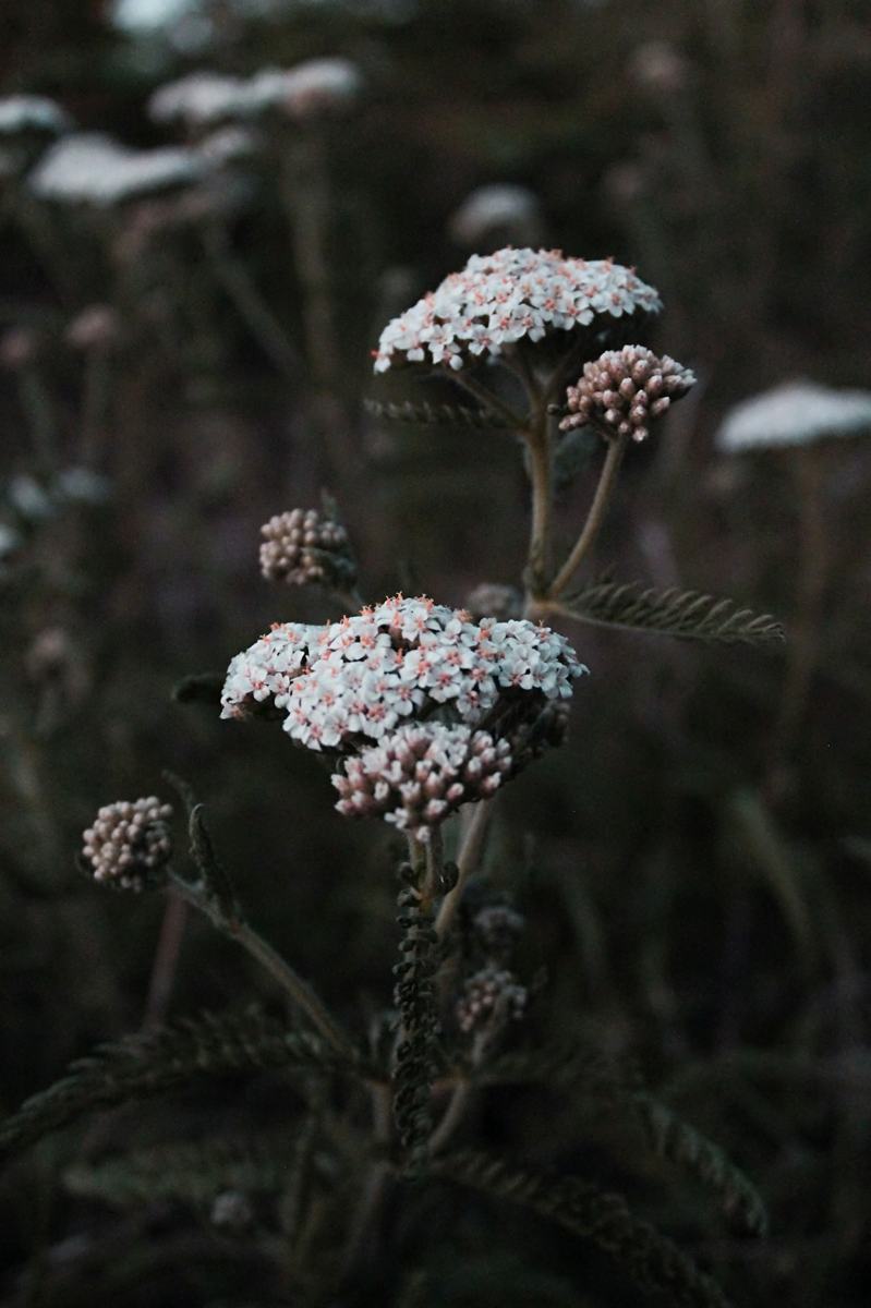 Achillée millefeuille