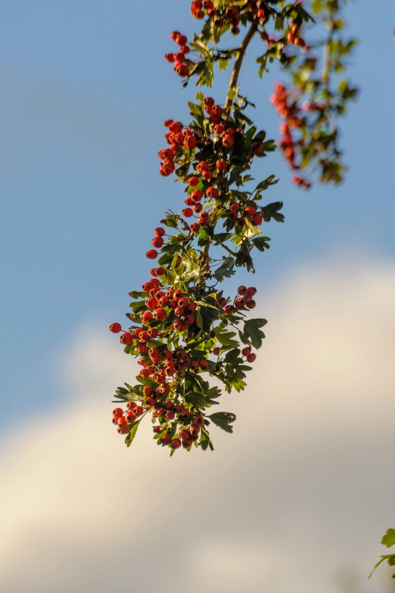 Branches d'aubépine