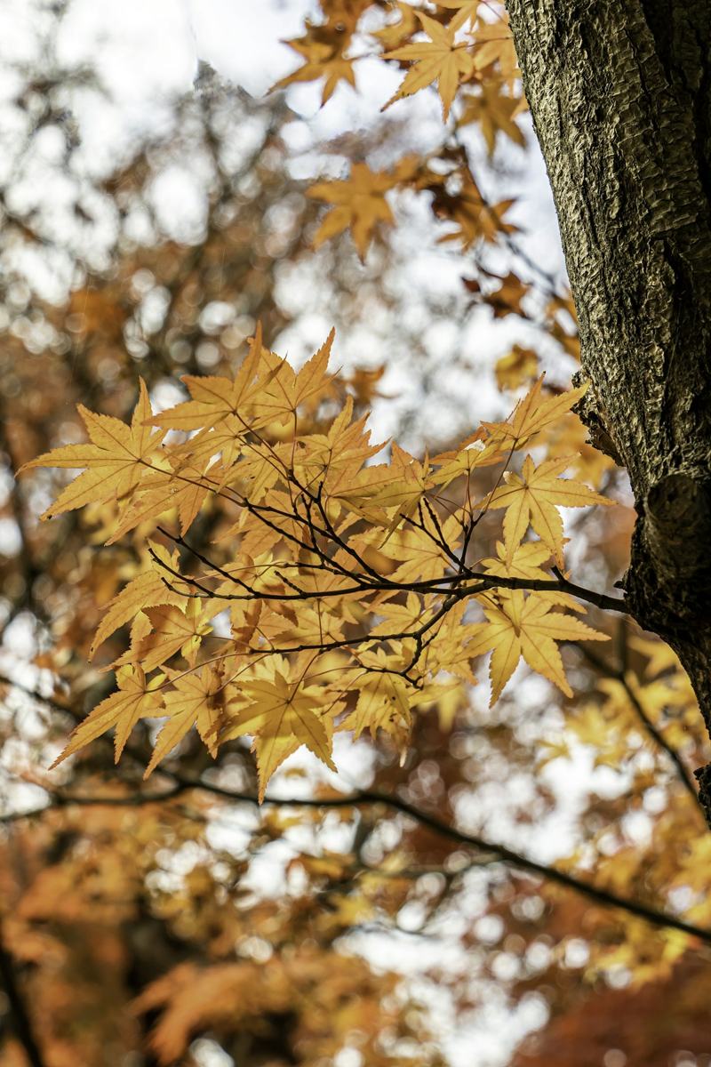 Branches d'érable