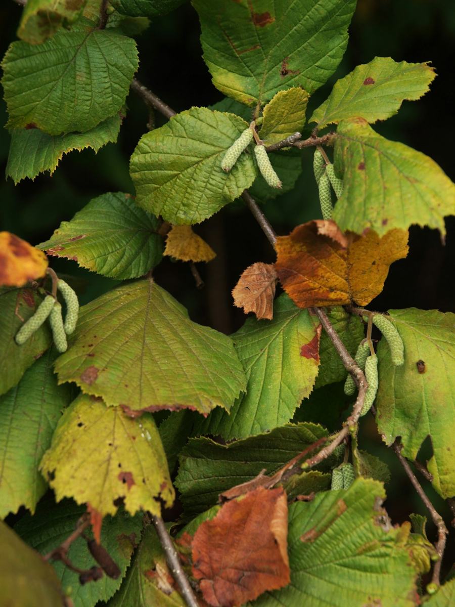 Branches de noisetier
