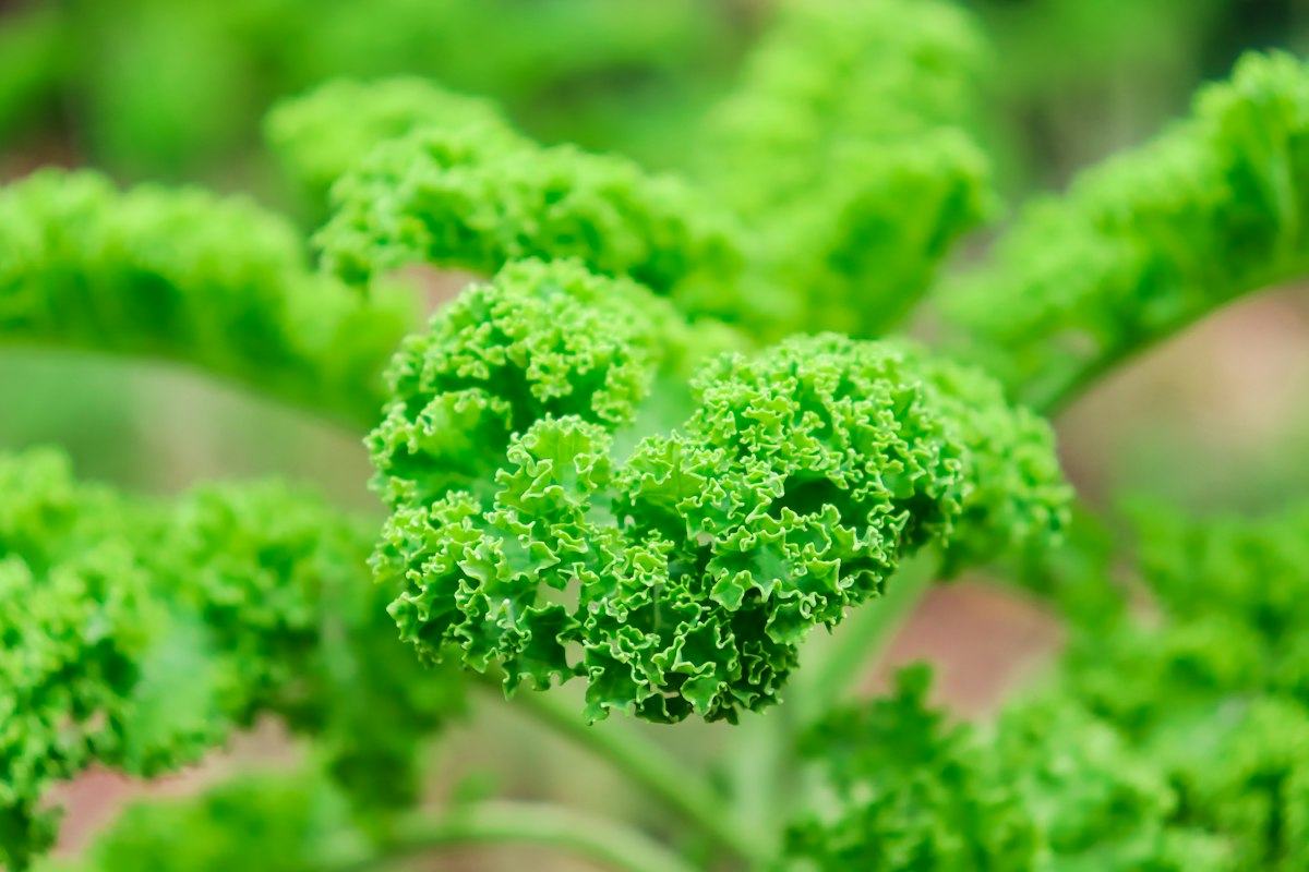 Chou kale
