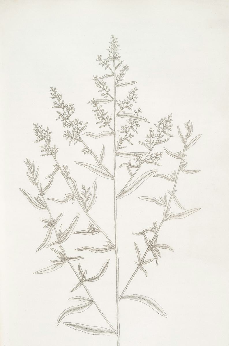Estragon