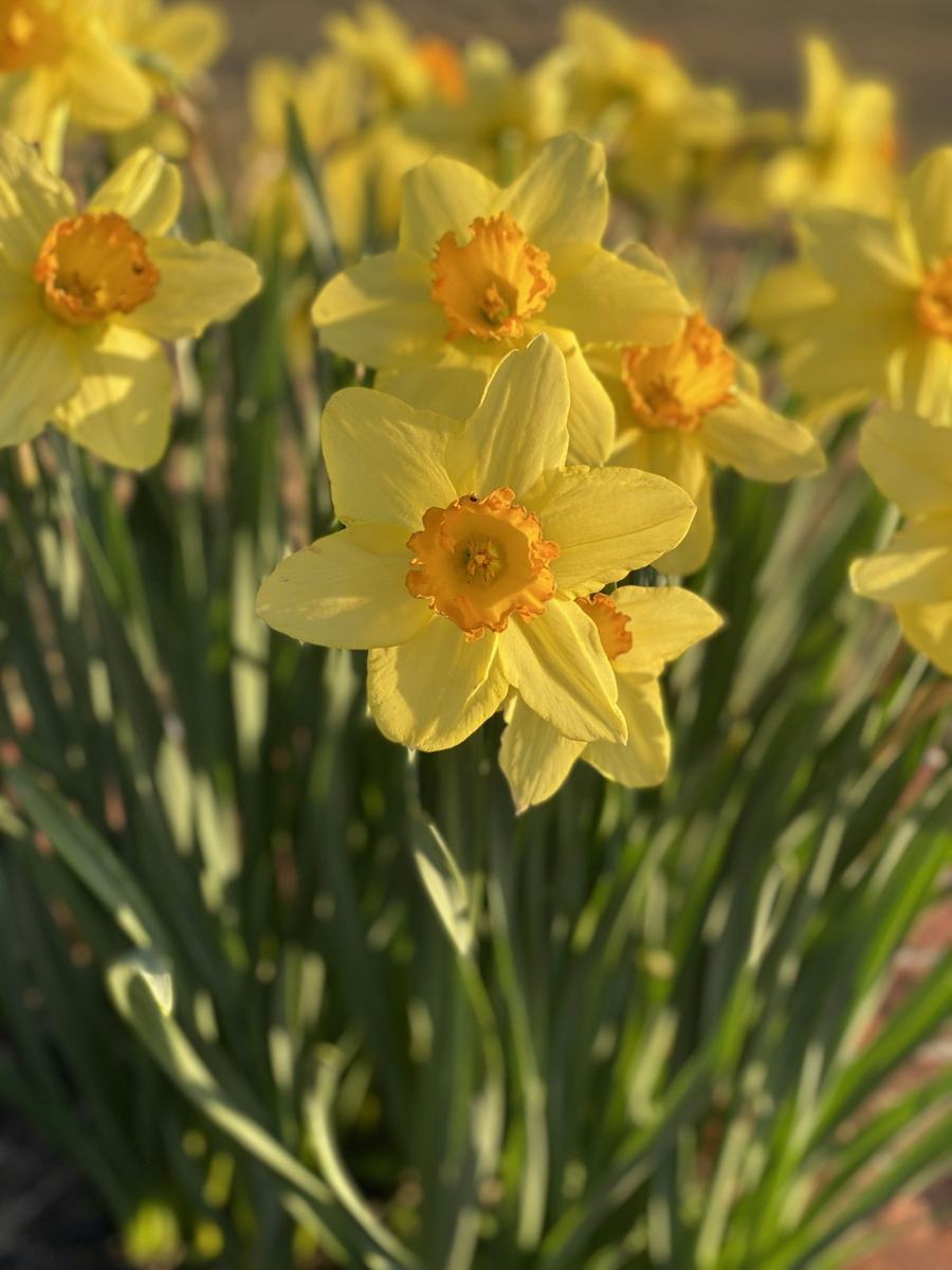 Jonquille (narcisse)