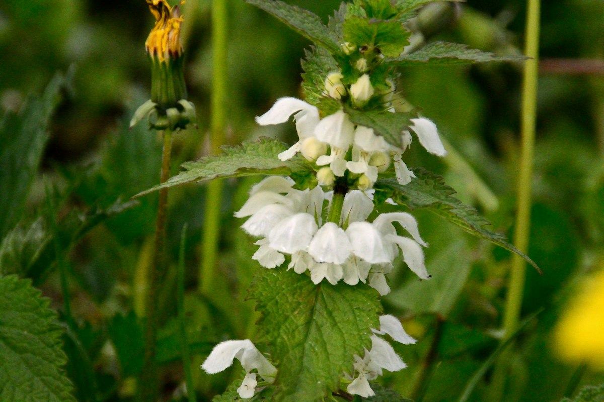 Lamier blanc (ortie blanche)
