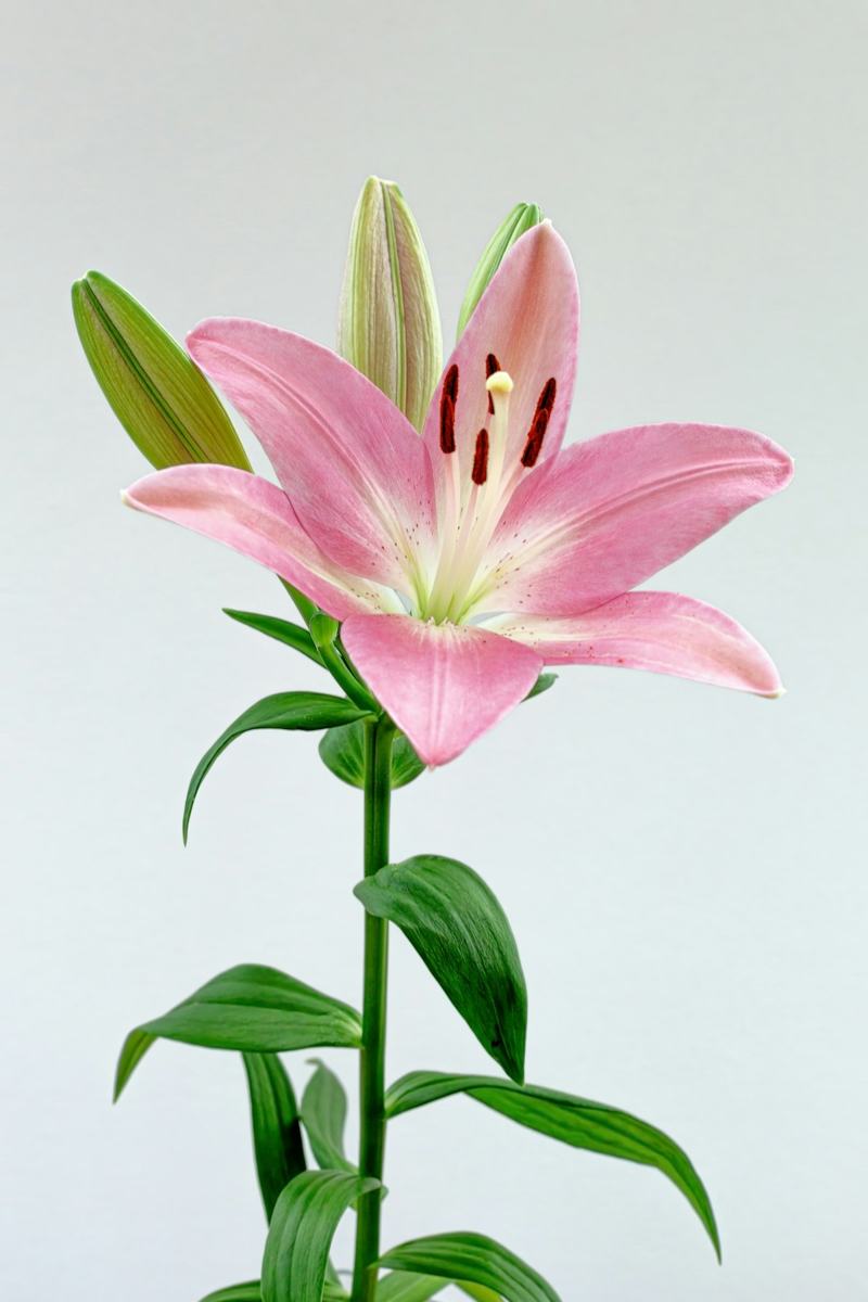 Lys
