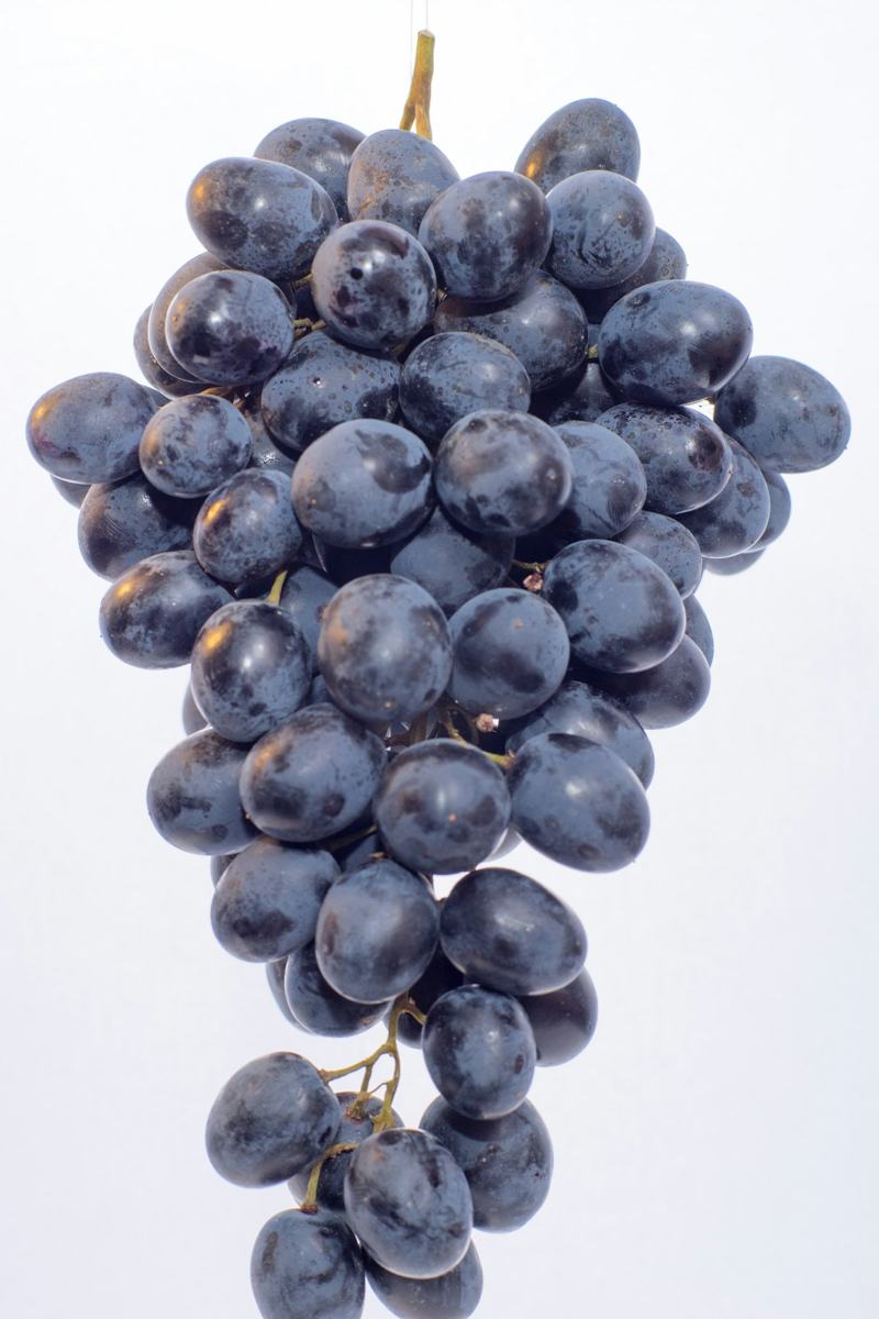 Raisin